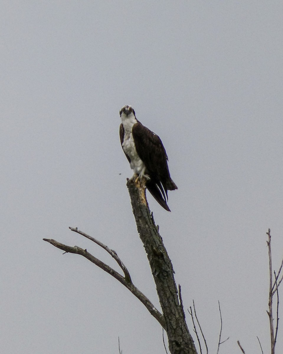 eBird Checklist - 17 Aug 2023 - Portage Path Wildlife Area - 11 species