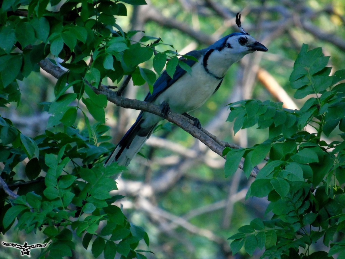 White-throated Magpie-Jay - ML60441301