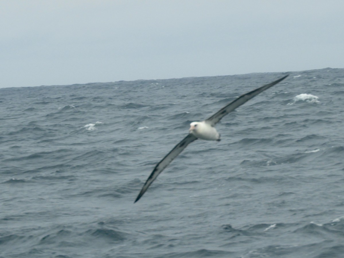 Темноспинный альбатрос - ML60441391