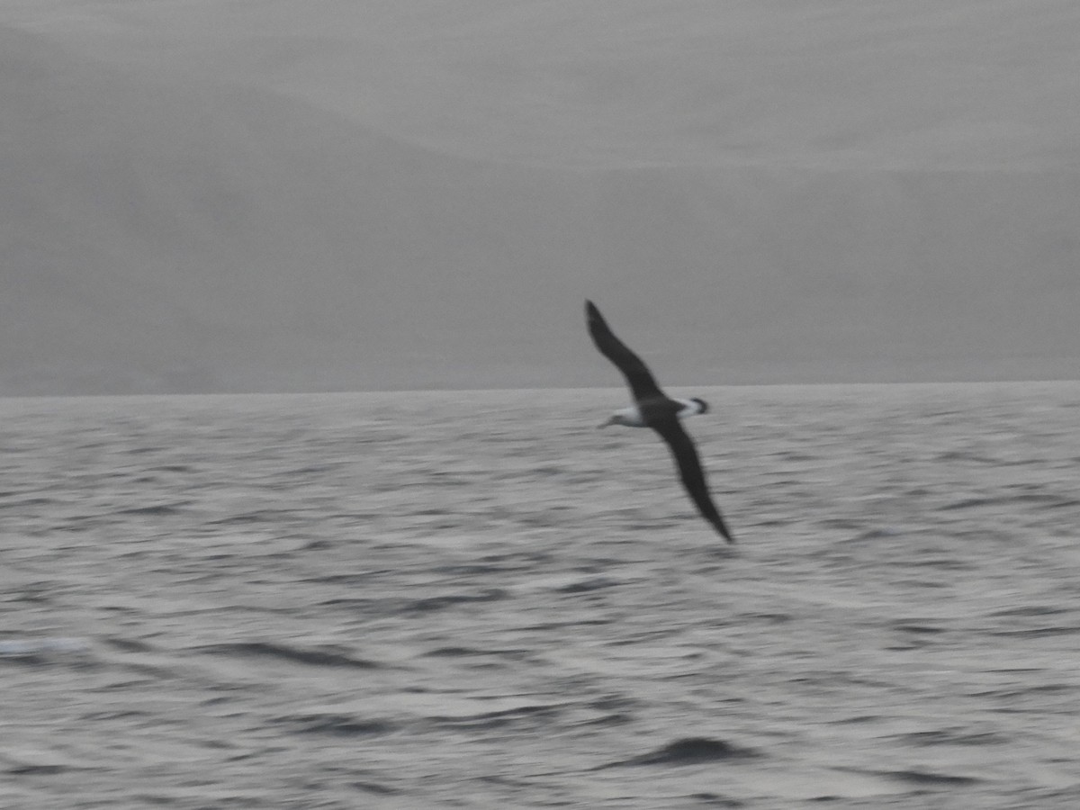 Laysan Albatross - Yve Morrell