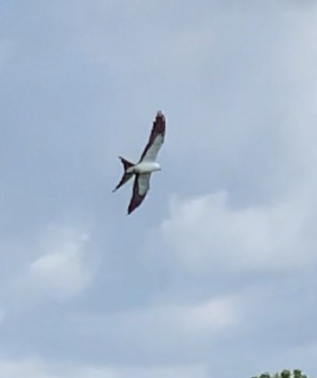 Swallow-tailed Kite - ML604414541