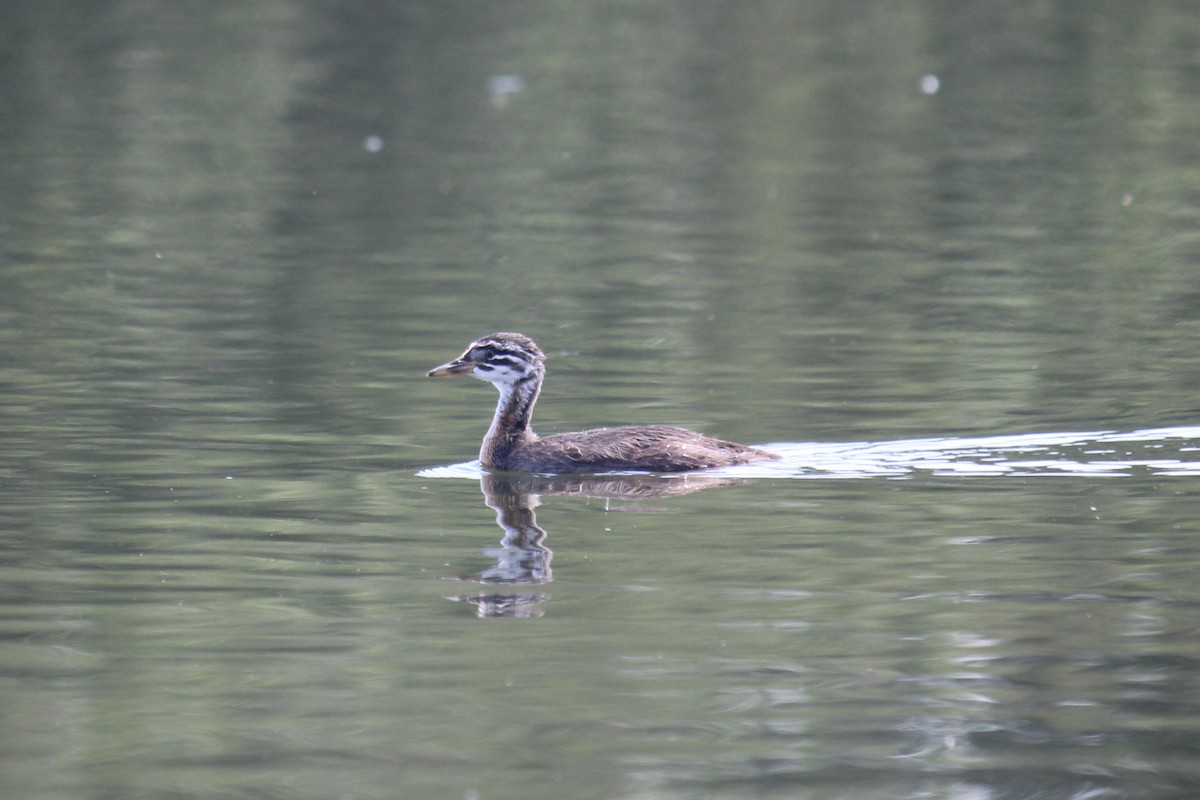 Red-necked Grebe - ML604415861