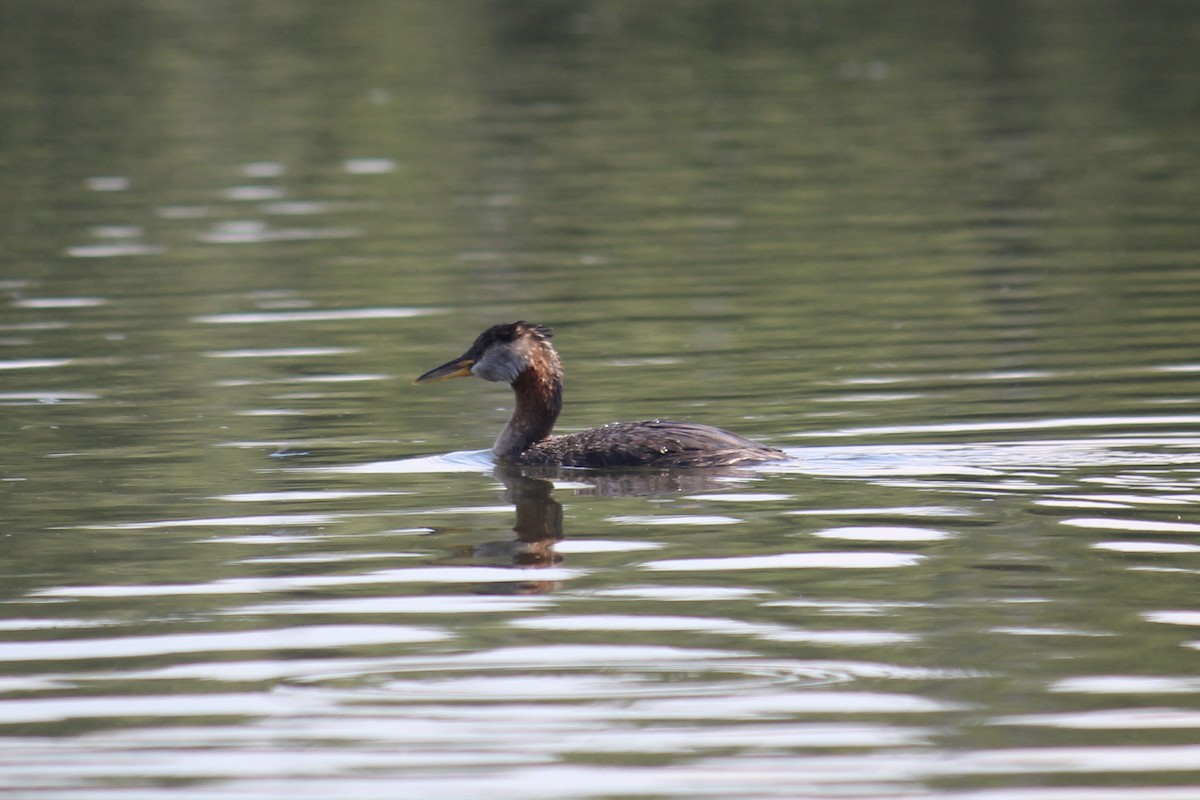 Red-necked Grebe - ML604415901