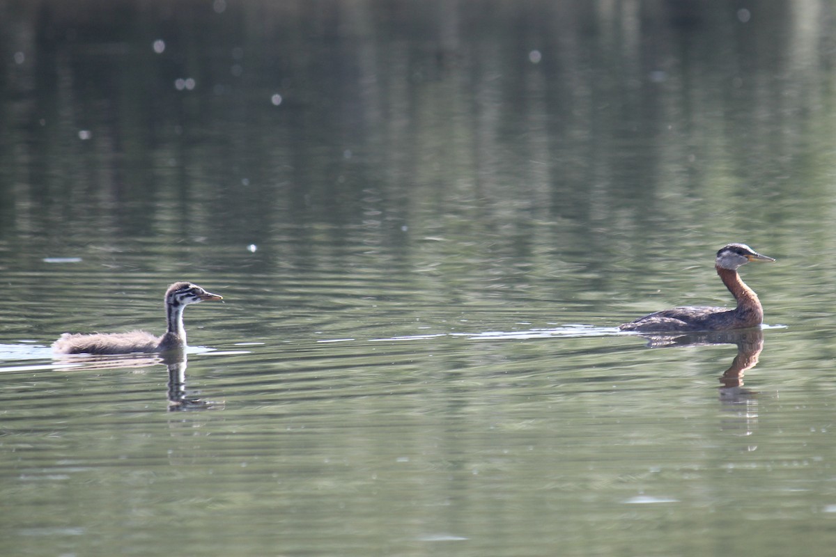 Red-necked Grebe - ML604416031