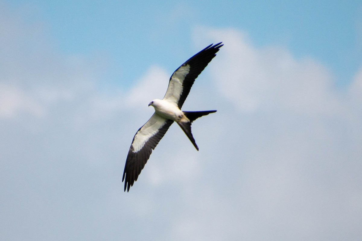 Swallow-tailed Kite - ML604416421