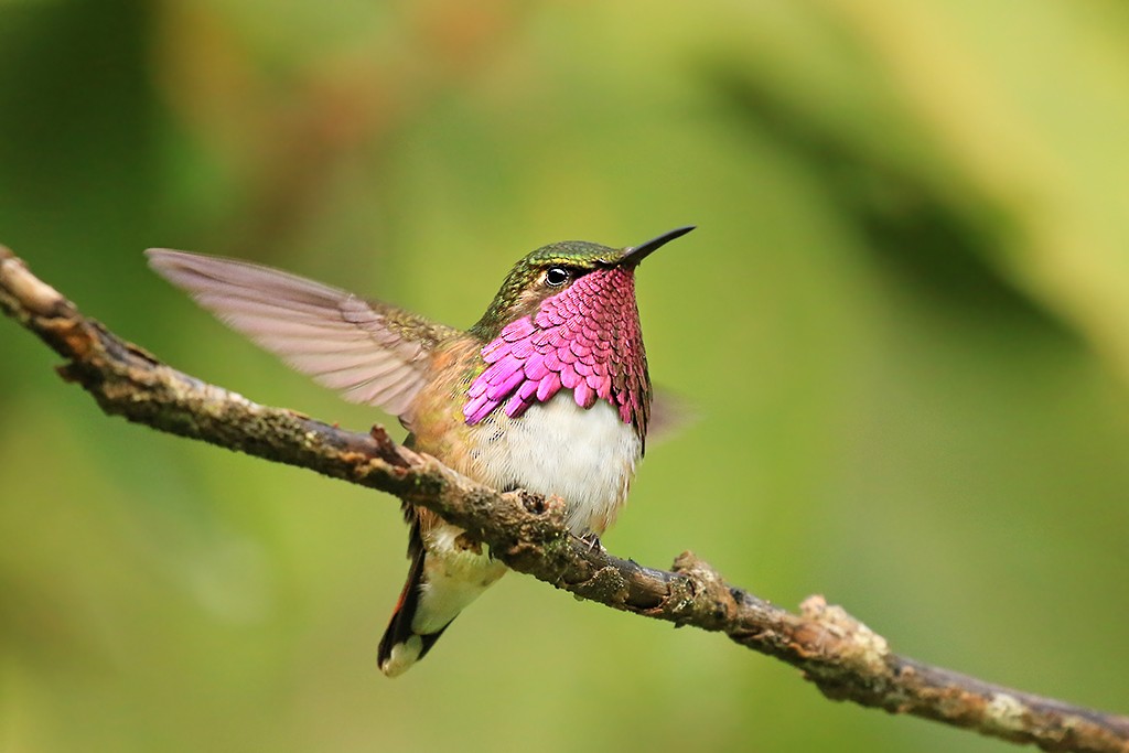 Wine-throated Hummingbird - Rene Valdes 🦜
