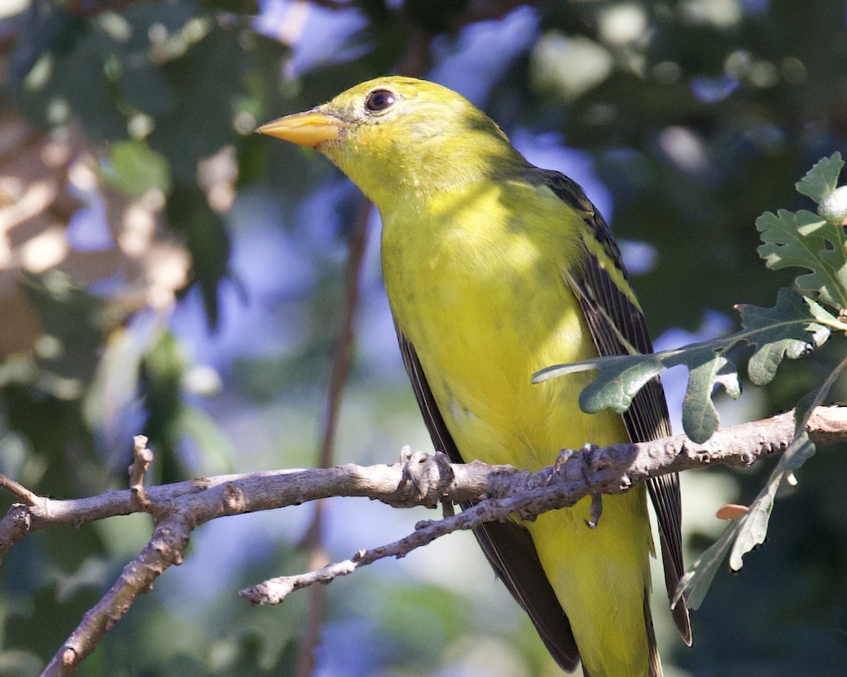 Western Tanager - ML604423351