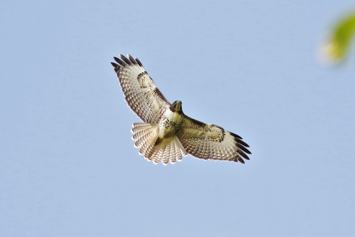 Red-tailed Hawk (costaricensis) - ML604424711