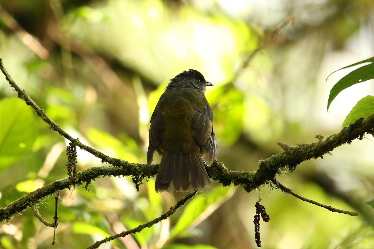 Black-and-yellow Silky-flycatcher - ML604425501