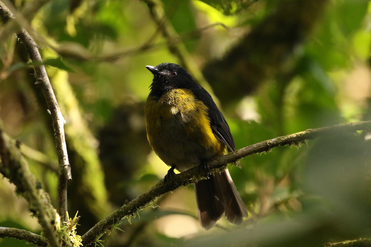 Black-and-yellow Silky-flycatcher - John and Milena Beer