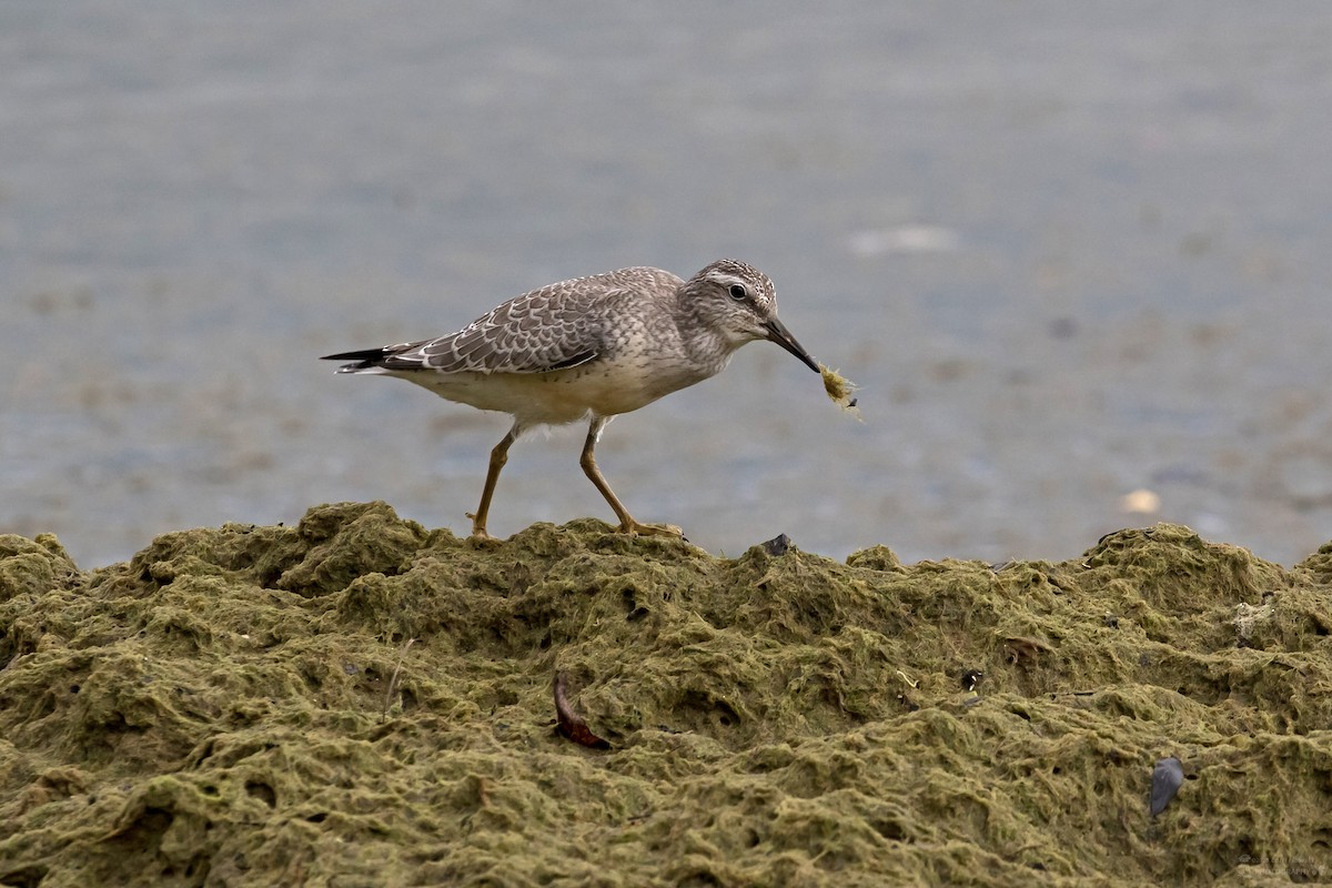 Red Knot - ML604425521