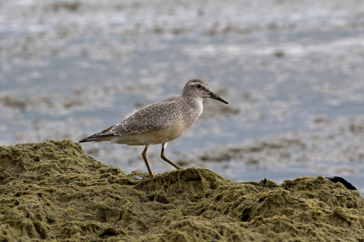 Red Knot - ML604425531