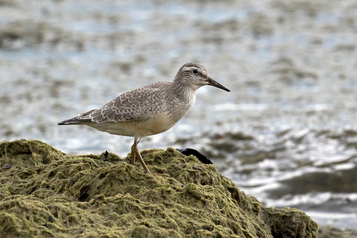 Red Knot - ML604425541