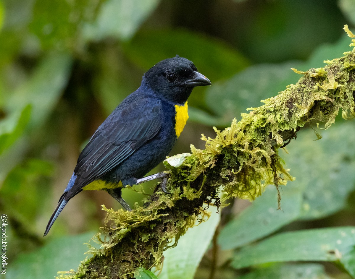Golden-chested Tanager - ML604426101