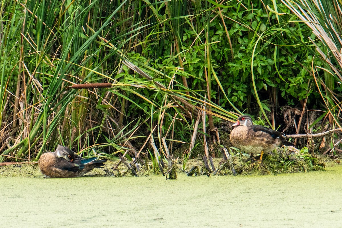 eBird Checklist 17 Aug 2023 Dike Road Eldorado SWA, Fond du Lac