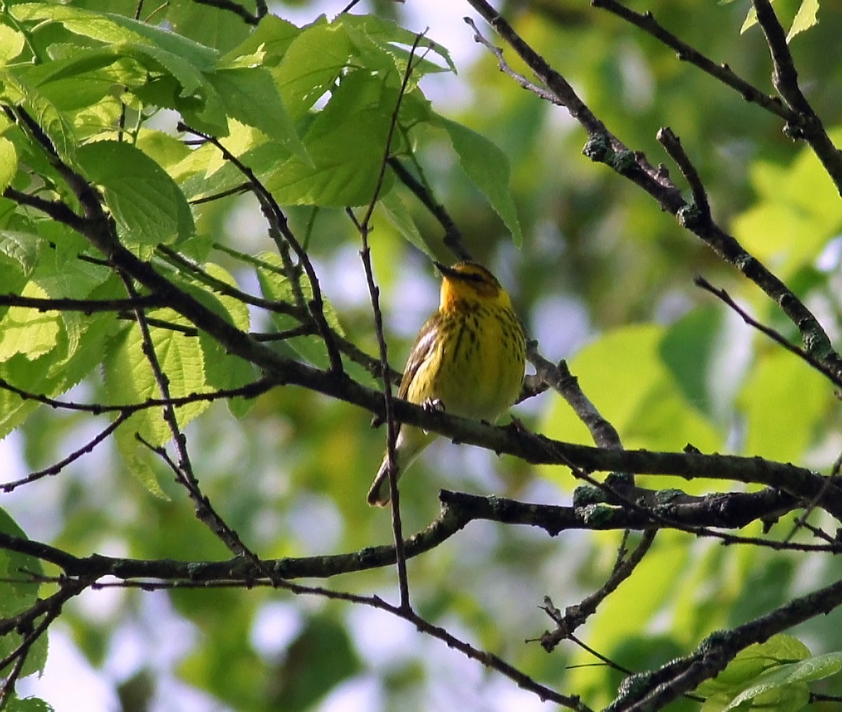 Cape May Warbler - ML604431561
