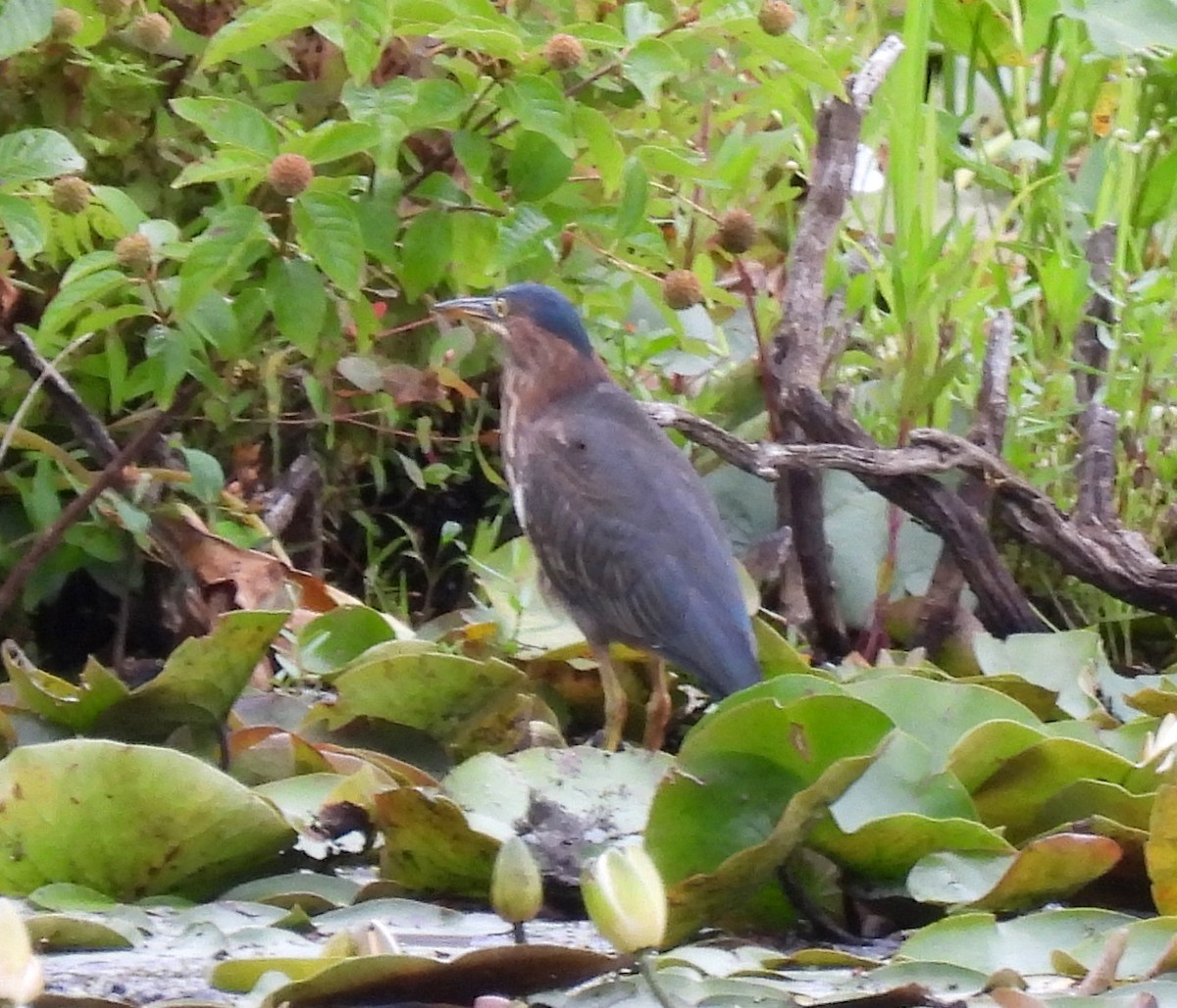 Mass Audubon EBird Checklist - 17 Aug 2023 - Broadmoor Wildlife ...