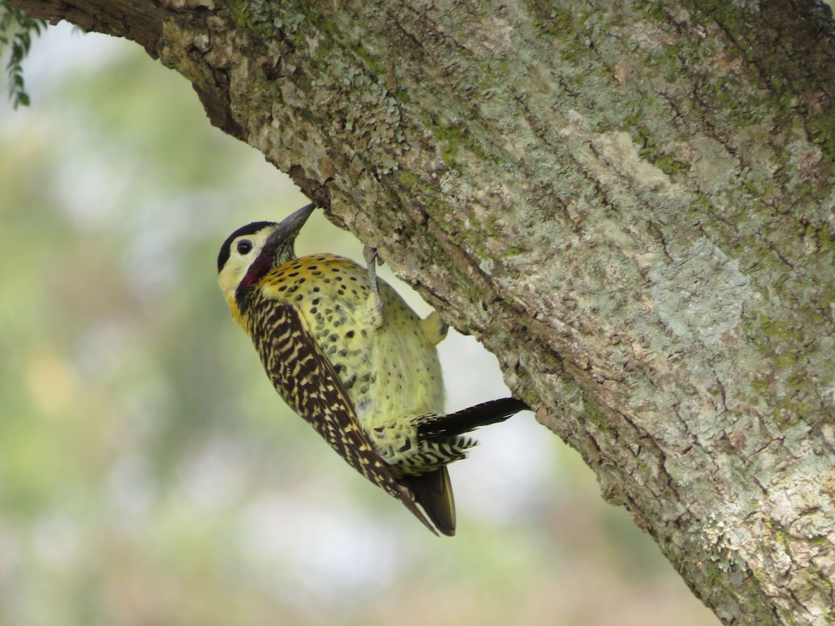 Green-barred Woodpecker - ML604441631