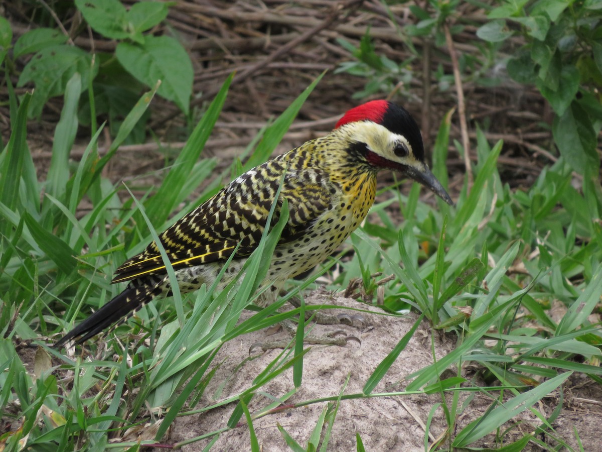 Green-barred Woodpecker - ML604441661