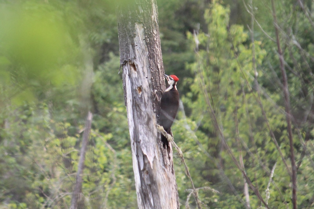 Pileated Woodpecker - ML604442181