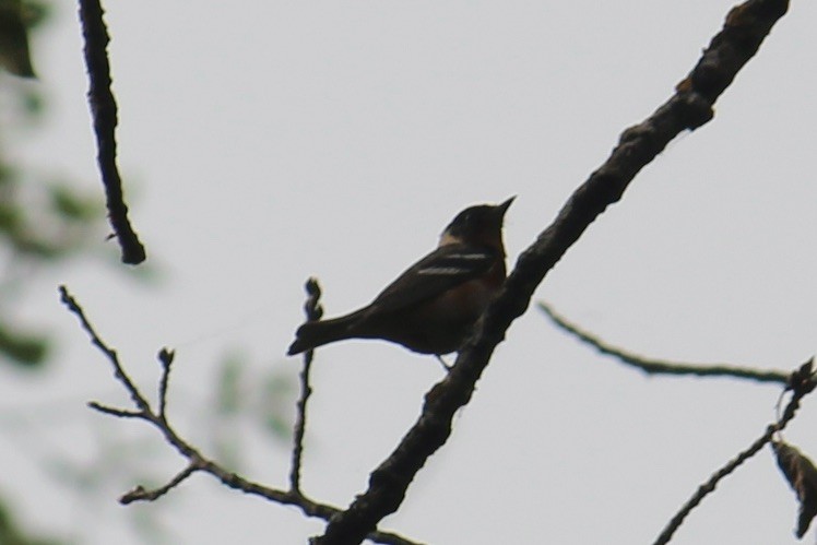 Bay-breasted Warbler - ML604442821