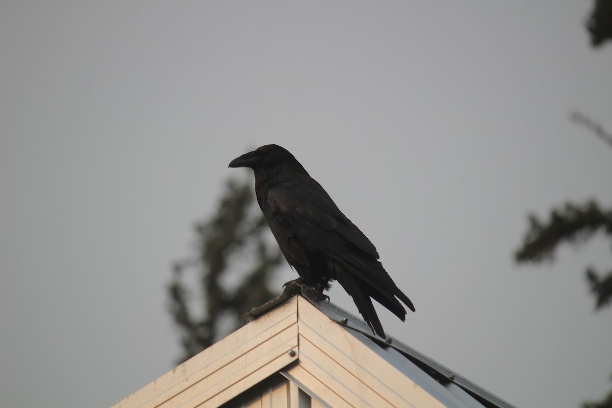 Common Raven - ML604443401