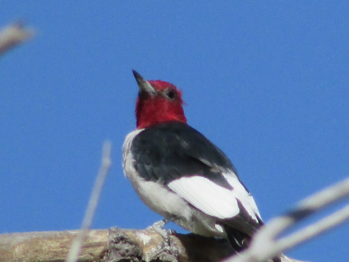 Red-headed Woodpecker - ML604446711