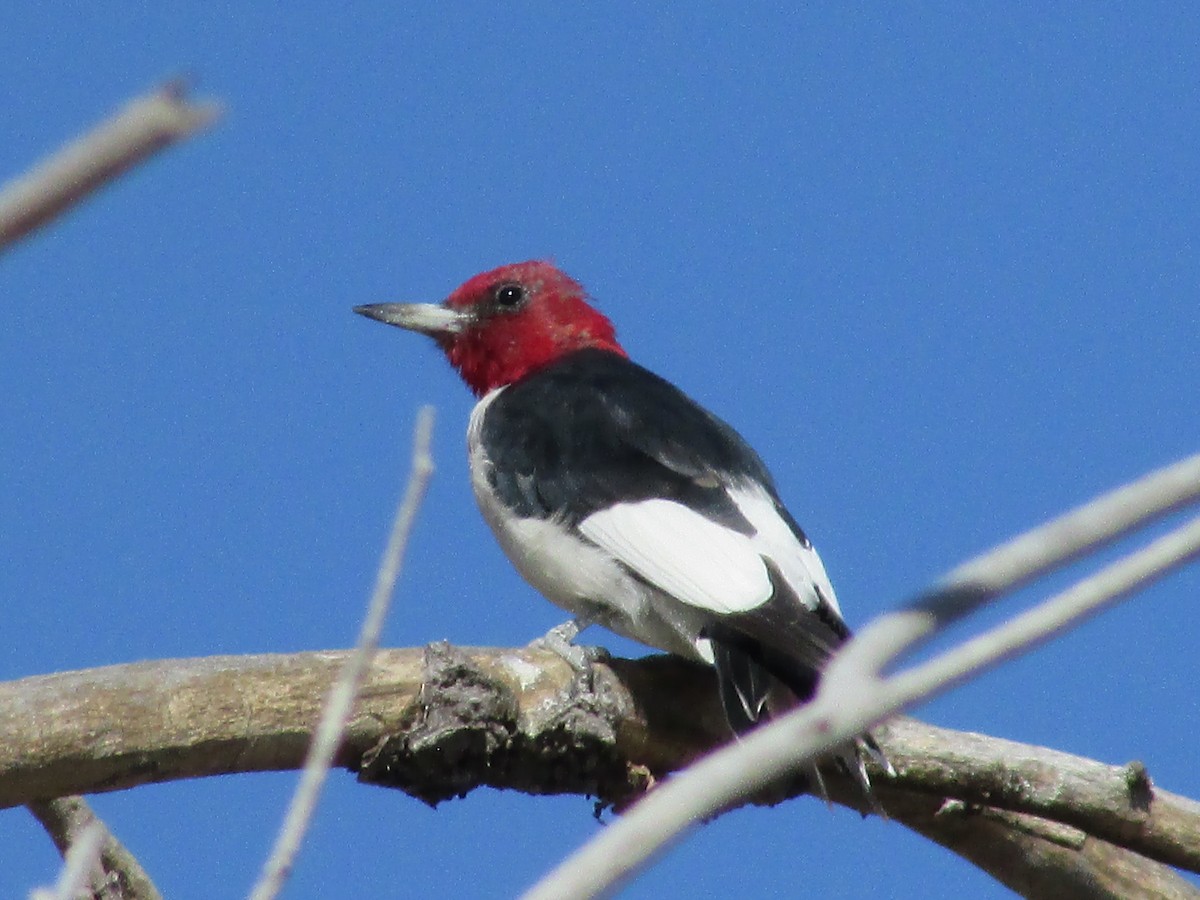 Red-headed Woodpecker - ML604446731