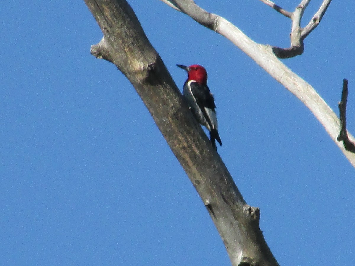 Red-headed Woodpecker - ML604446741