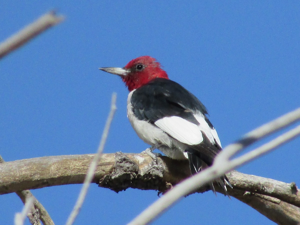 Red-headed Woodpecker - ML604446751