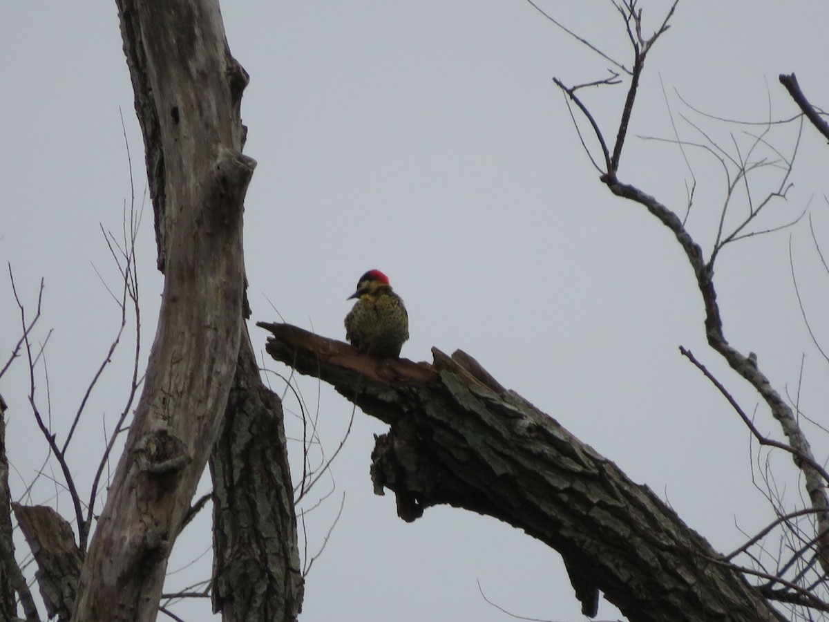 Green-barred Woodpecker - ML604452131