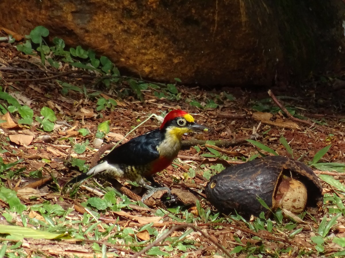 Yellow-fronted Woodpecker - Bruno Albertini
