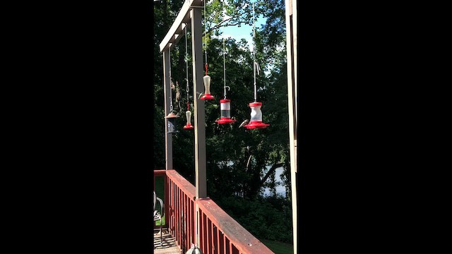 Рубиновогорлый колибри - ML604454801