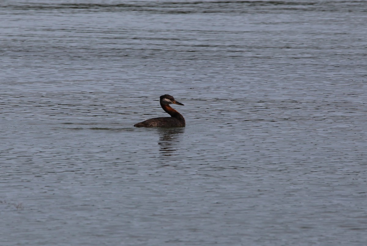 Red-necked Grebe - Kendall Watkins