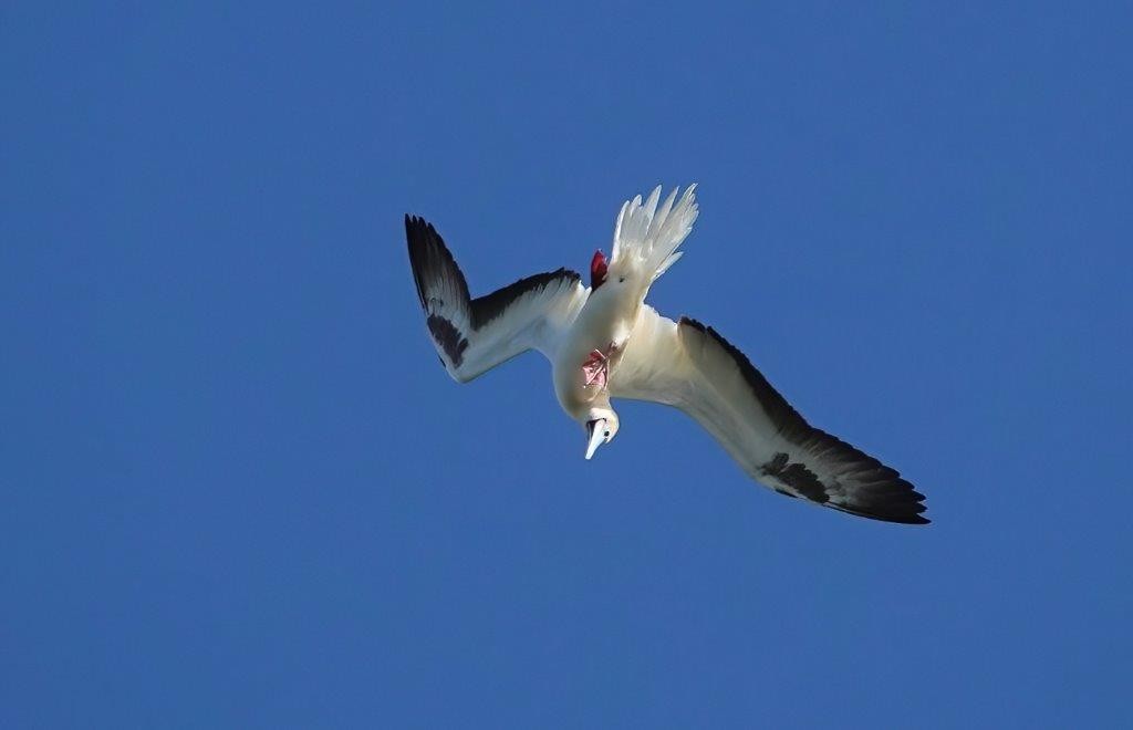Red-footed Booby - ML604460921