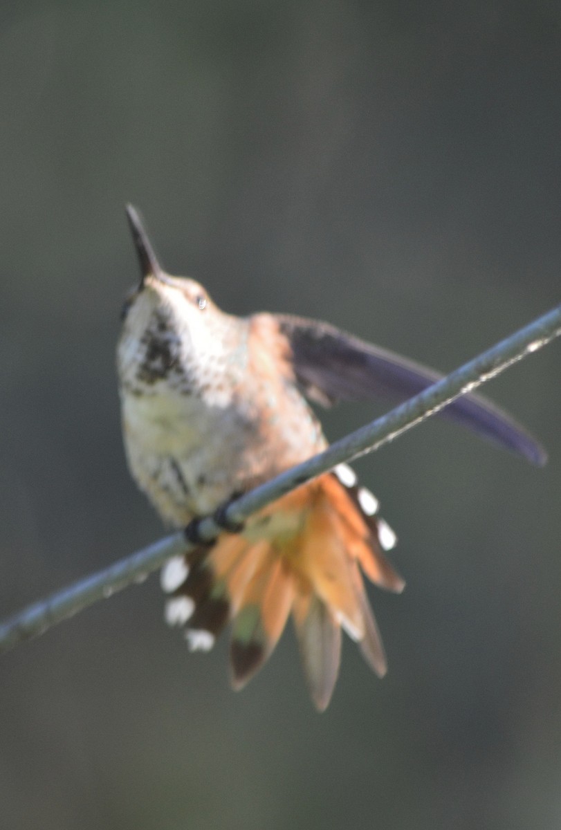 Rufous Hummingbird - ML604461331
