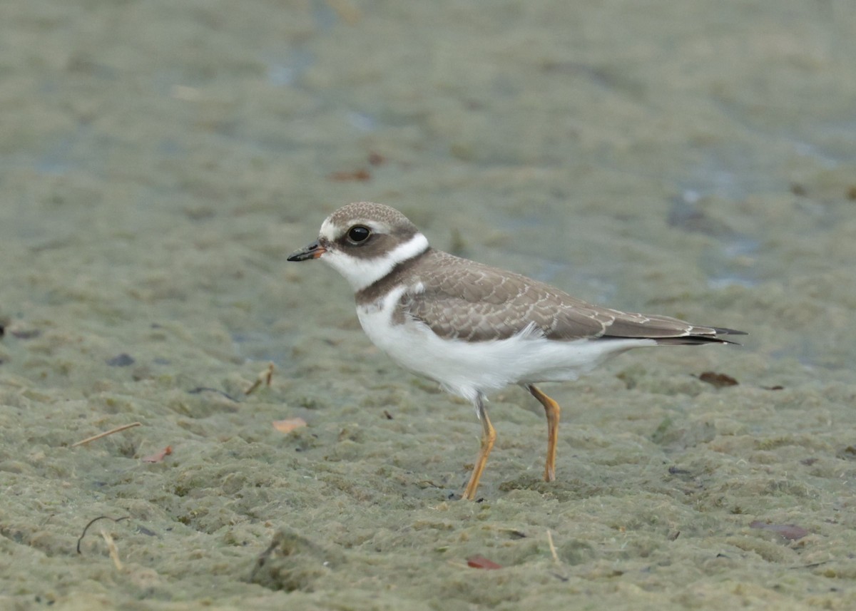 Semipalmated Plover - ML604461801