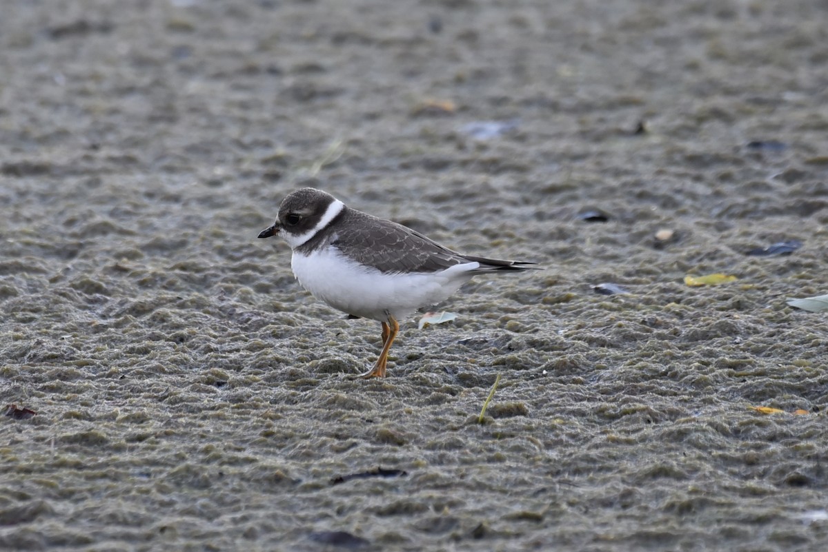 Semipalmated Plover - ML604465861