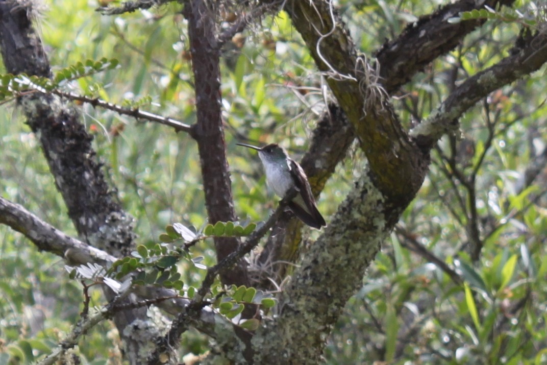 Green-and-white Hummingbird - ML604466011