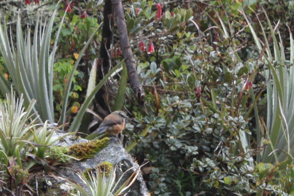 Brown-backed Chat-Tyrant - ML604467191