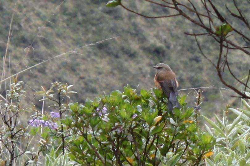 Brown-backed Chat-Tyrant - ML604467201