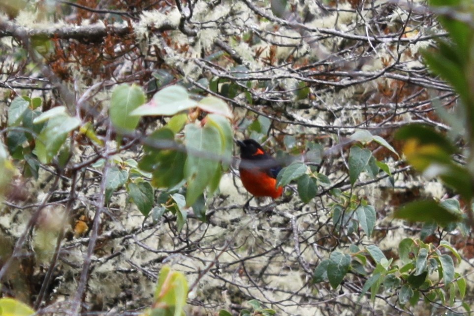 Scarlet-bellied Mountain Tanager - ML604467351