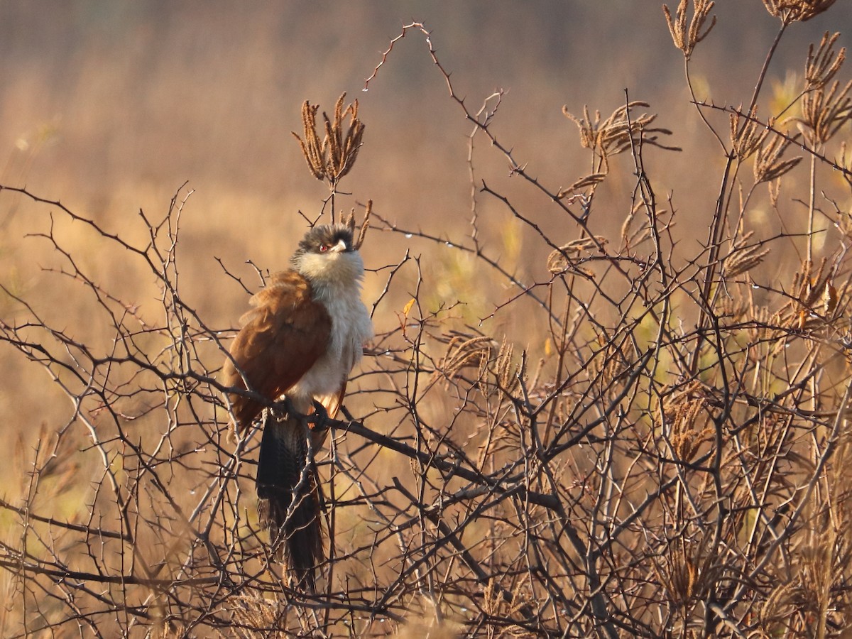 White-browed Coucal (Burchell's) - ML604467601
