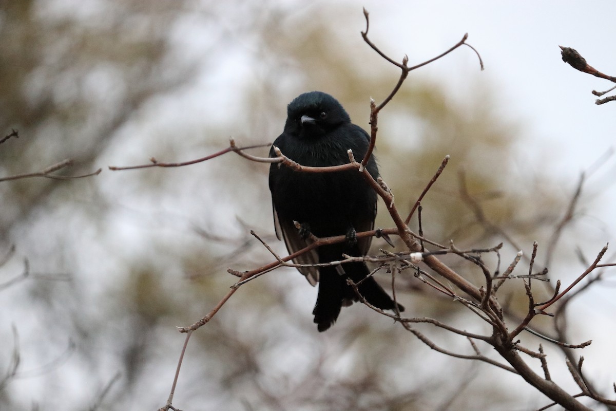 Fork-tailed Drongo - ML604468361