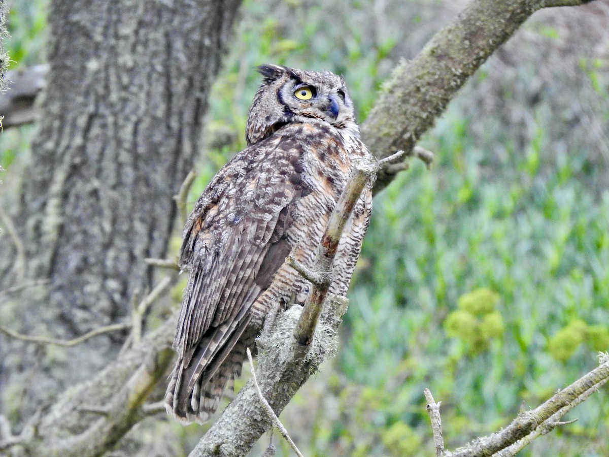 Great Horned Owl - ML604472471