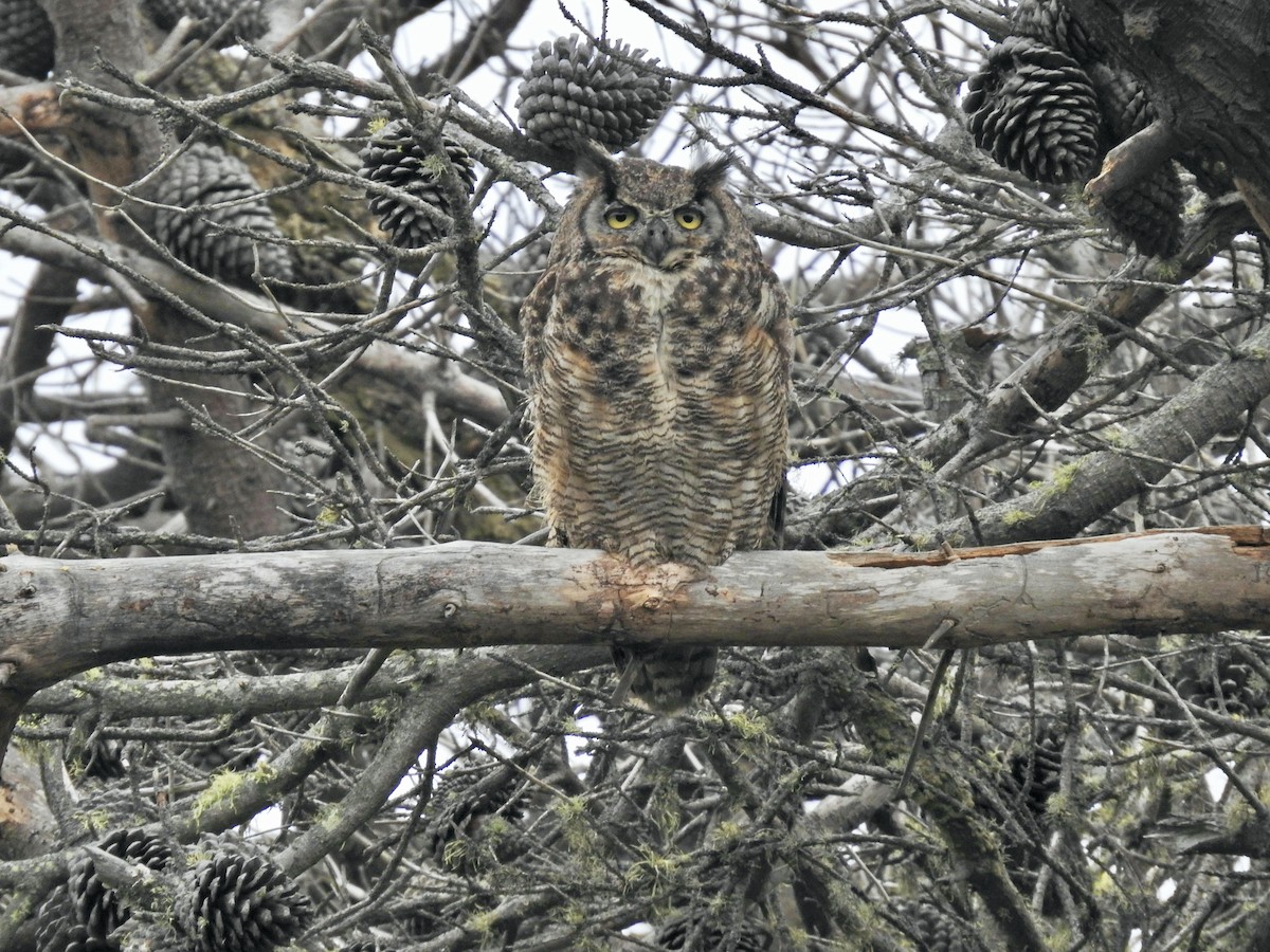 Great Horned Owl - ML604472481