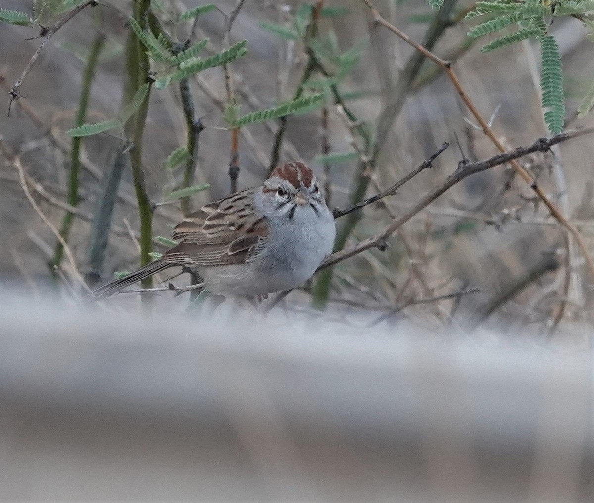 Rufous-winged Sparrow - ML604475601
