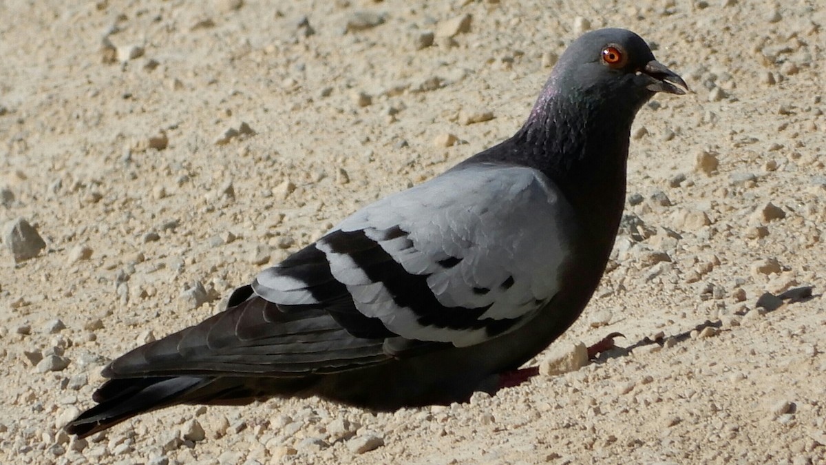 Rock Pigeon (Feral Pigeon) - Kyle Schumacher