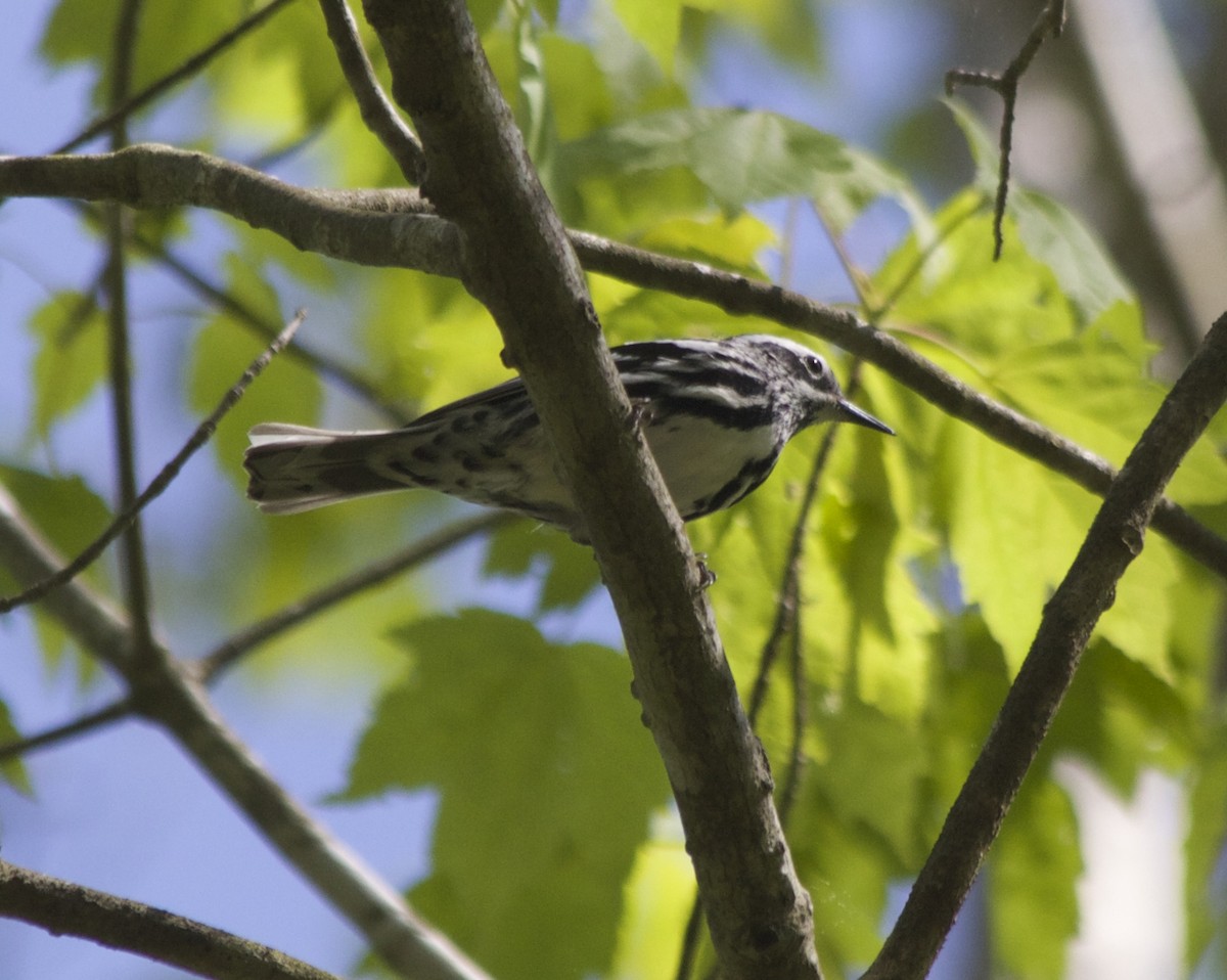 Black-and-white Warbler - ML60447771
