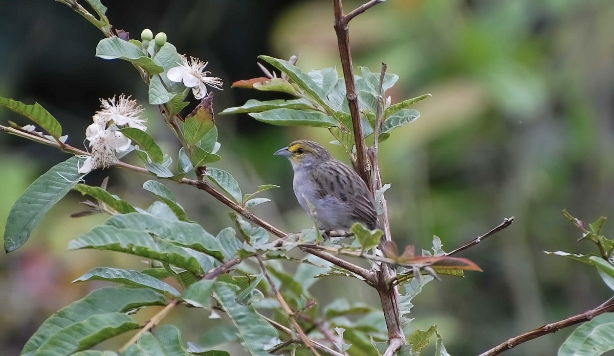 Yellow-browed Sparrow - ML604479791